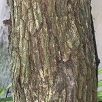 Chrysophyllum cainito Corteza