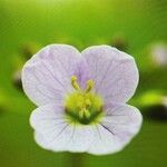 Cardamine pratensisफूल