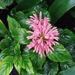 Justicia carnea ফুল