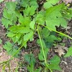 Ranunculus recurvatus Leaf