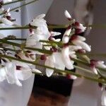 Retama raetam Fleur