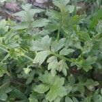 Nemophila phacelioides Leaf