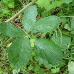 Rubus flaccidus Leaf