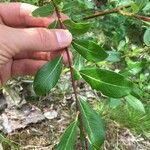 Salix phylicifolia Лист