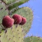 Opuntia robusta Fruit