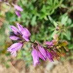 Polygala nicaeensis Цветок