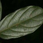 Casearia javitensis Φύλλο