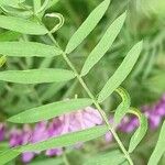 Vicia tenuifolia 葉