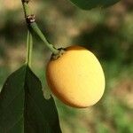 Berchemia discolor Fruit