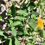 Sonchus tenerrimus Leaf