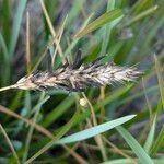 Sesleria caerulea Frukt