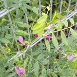 Vicia sativaBlüte