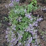 Nepeta racemosaFlower