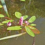 Persicaria amphibia花