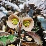 Euphorbia decaryi Fiore