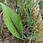 Curcuma zedoaria Folha