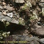 Asperula aristata Іншае