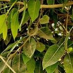 Ficus cordata Hoja