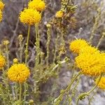 Santolina villosa Flor