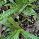 Carex plantaginea Leaf