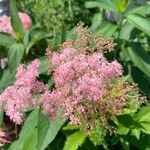 Filipendula rubraΛουλούδι