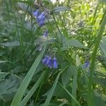 Mertensia paniculata Flor