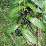 Geitonoplesium cymosum Hoja