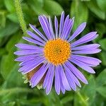 Aster tongolensis Floro