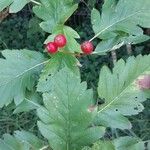 Sorbus intermedia ফল