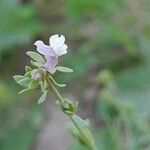 Linaria albifrons অভ্যাস