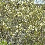 Prunus rivularis Λουλούδι