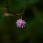 Mimosa pudica Õis