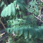 Albizia harveyi 葉