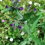 Anchusa officinalis Хабит