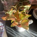 Fittonia albivenis Leht