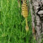 Equisetum fluviatile Fruct