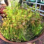 Cyperus prolifer Habit