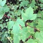 Acer glabrum Leaf