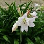 Crinum latifolium Kvet