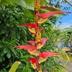 Heliconia collinsiana Blomma