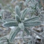 Echium angustifolium 葉