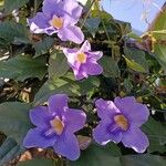 Thunbergia grandifloraBlodyn