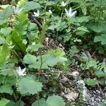 Saxifraga rotundifolia Habitus