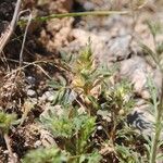 Ononis pusilla Flor