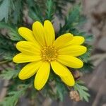 Euryops pectinatus Λουλούδι