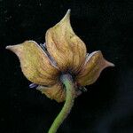 Clematis brevipes Flor