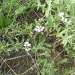 Dyschoriste schiedeana 整株植物