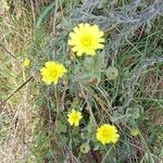 Andryala integrifolia Flor