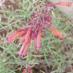 Agastache rupestris Flower