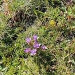 Gentianella aspera Flower